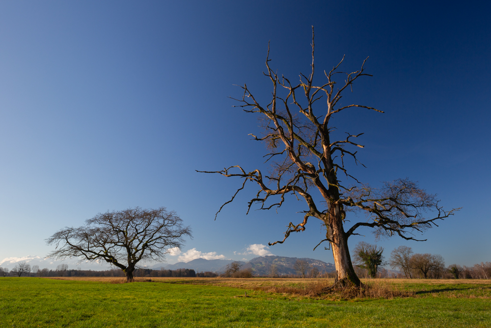 Lauteracherried im Jänner 1